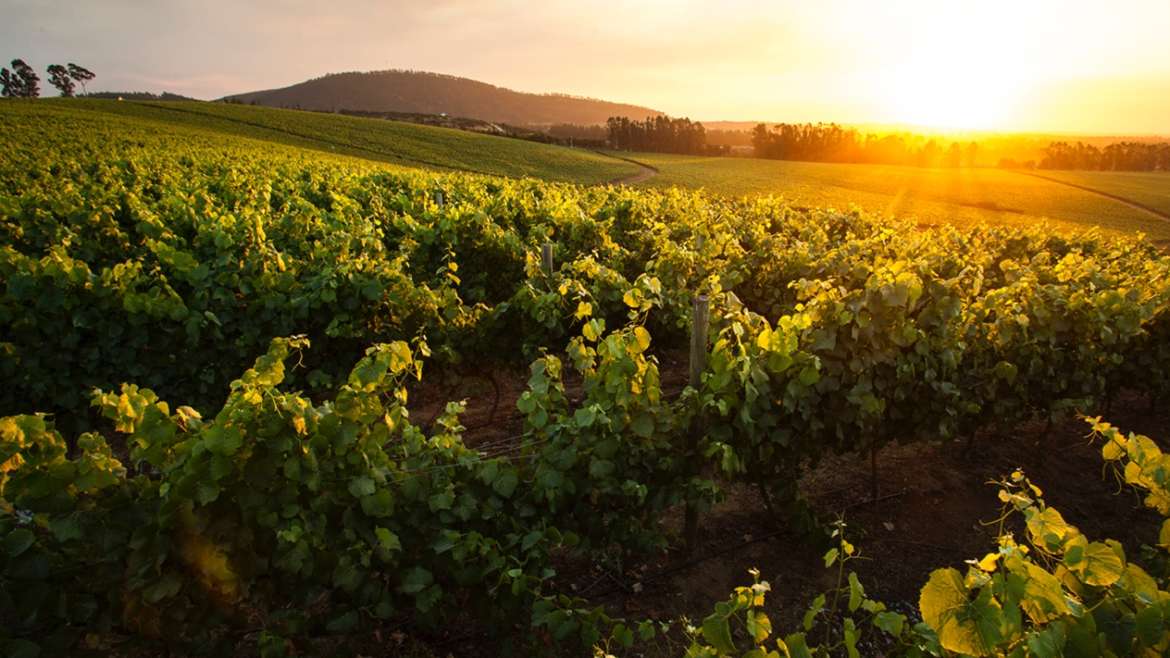 Ruta del Vino en Valle Maipo